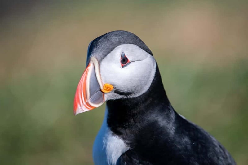 Puffin & Gufufoss Waterfall Tour from Seydisfjordur Port - Hafnarhólmi and the puffin encounter