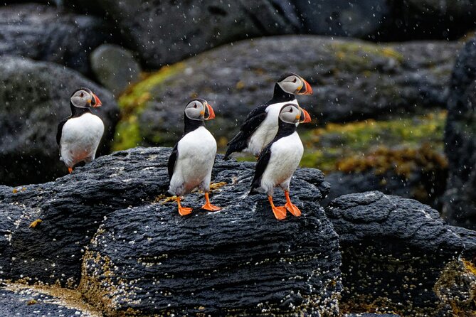 Puffin Jet ski tour in Reykjavík - Harpa Concert Hall and the Reykjavík shoreline
