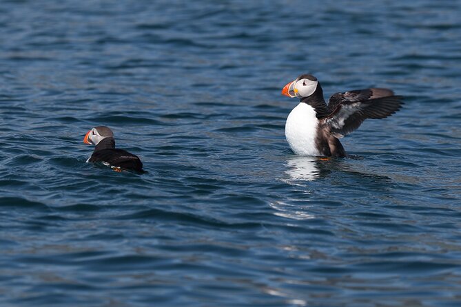 Puffin Jet ski tour in Reykjavík - Getting comfortable before you reach the bay