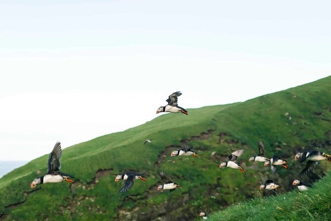 Puffin Safari Boat Tour - Five things to know before you go