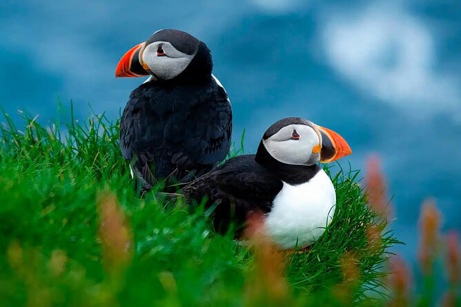 Puffin Safari Boat Tour - Why a small boat changes the view of Vágar