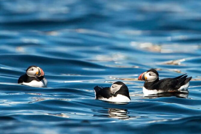 Puffin Safari Boat Tour - Skarðsafossur and the quieter side of the coast