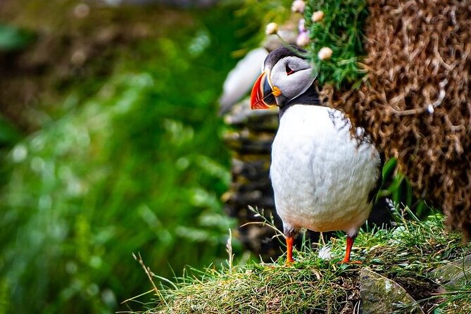 Puffin Tour - Key things to know before you book
