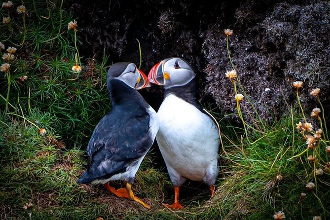 Puffin Tour - Why this Caithness puffin tour is worth your evening