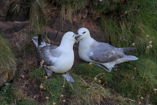 Puffin Tour - Seabirds, seals, and the chance of a surprise sighting