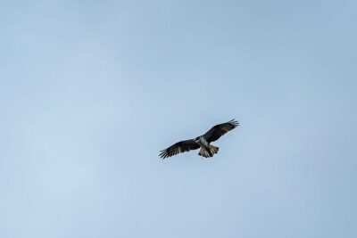 Puffin Tour