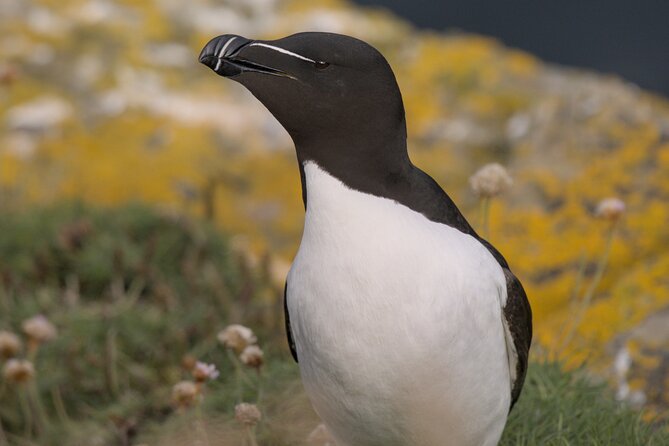 Puffin Tour - Why Jess makes the experience more than a sighting