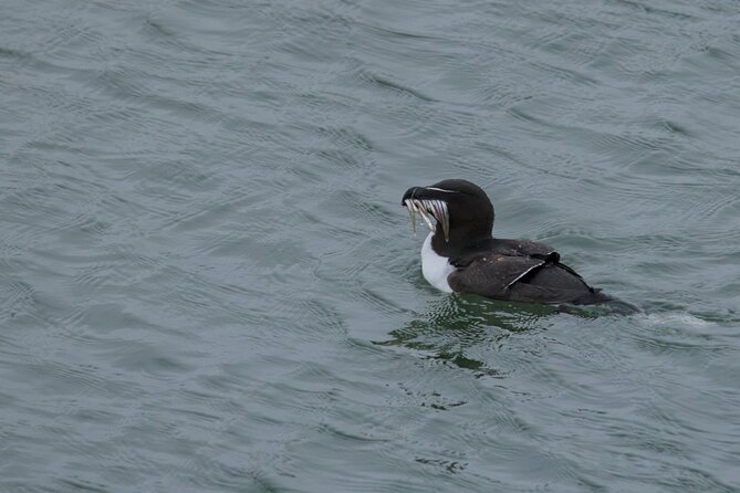 Puffin Tour - Price, timing, and what your $69.35 buys