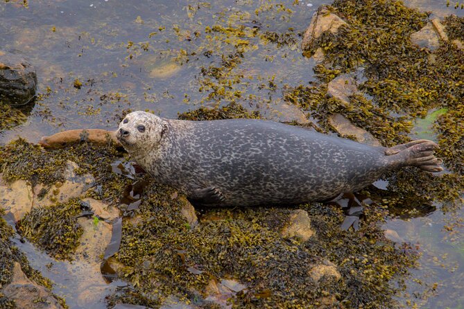 Puffin Tour - Weather, cancellations, and sensible planning