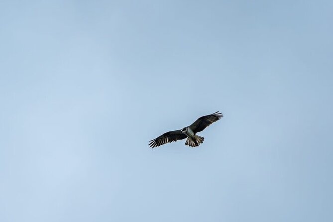 Puffin Tour - Duncansby Head and the Caithness puffin colonies