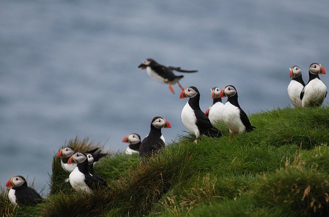Puffin Watching and Gufufoss Waterfall Tour from Seydisfjordur - Guides can make or break the day