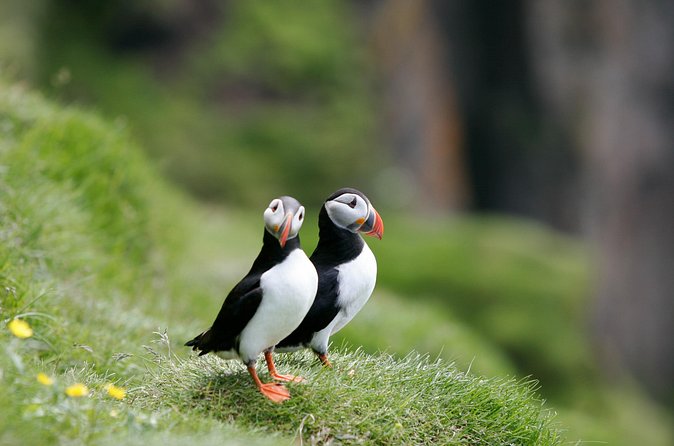 Puffin Watching and Gufufoss Waterfall Tour from Seydisfjordur - How the timing works from Seydisfjordur port