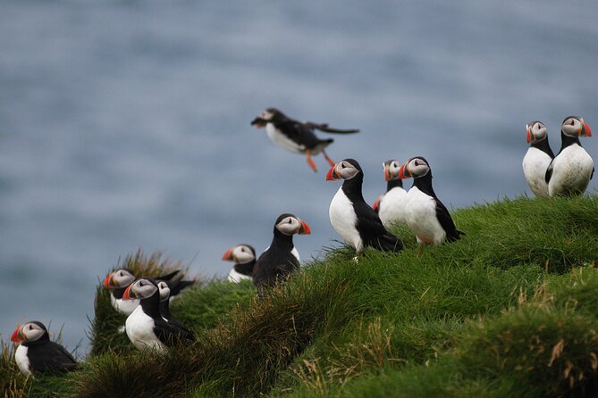 Puffin Watching and Gufufoss Waterfall Tour from Seydisfjordur - Is $214 a fair price?