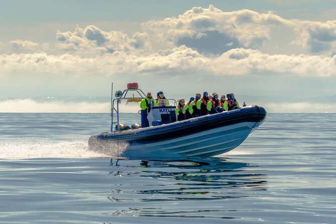 Puffin Watching Speedboat Express - Why this puffin trip works well from Reykjavík