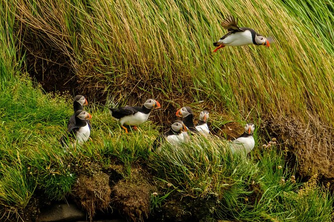 Puffin Watching Speedboat Express - The Reykjavík sights along the route
