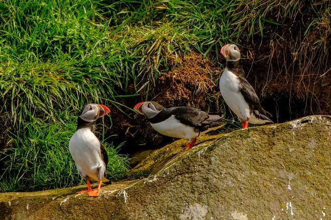 Puffin Watching Speedboat Express - Weather, safety, and the limits of wildlife viewing