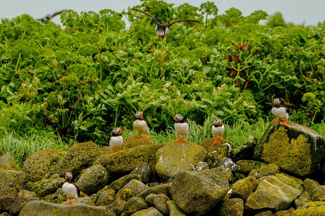 Puffin Watching Speedboat Express - Who should book this experience?