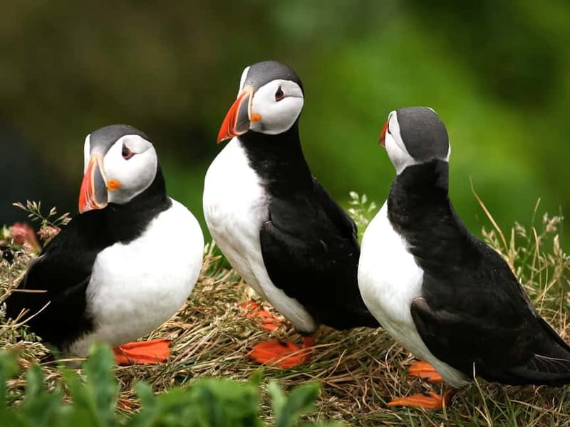 Puffin Watching Yacht Cruise from Downtown Reykjavík - Key points at a glance