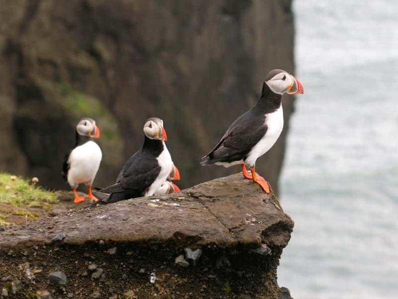 Puffin Watching Yacht Cruise from Downtown Reykjavík - Leaving Reykjavík’s Old Harbour for Faxaflói Bay