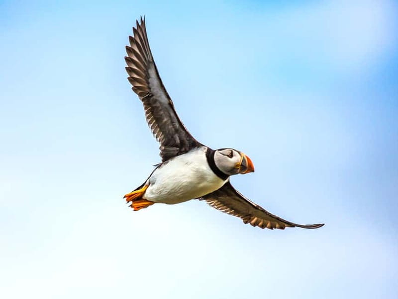 Puffin Watching Yacht Cruise from Downtown Reykjavík - Engey, Lundey, and Viðey: three different points of interest