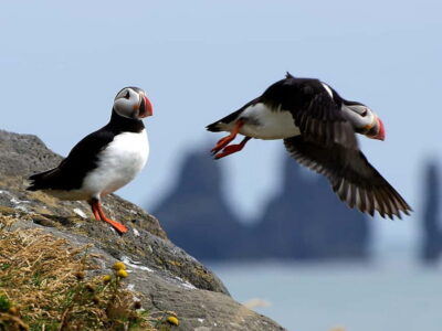 Puffin Watching Yacht Cruise from Downtown Reykjavík