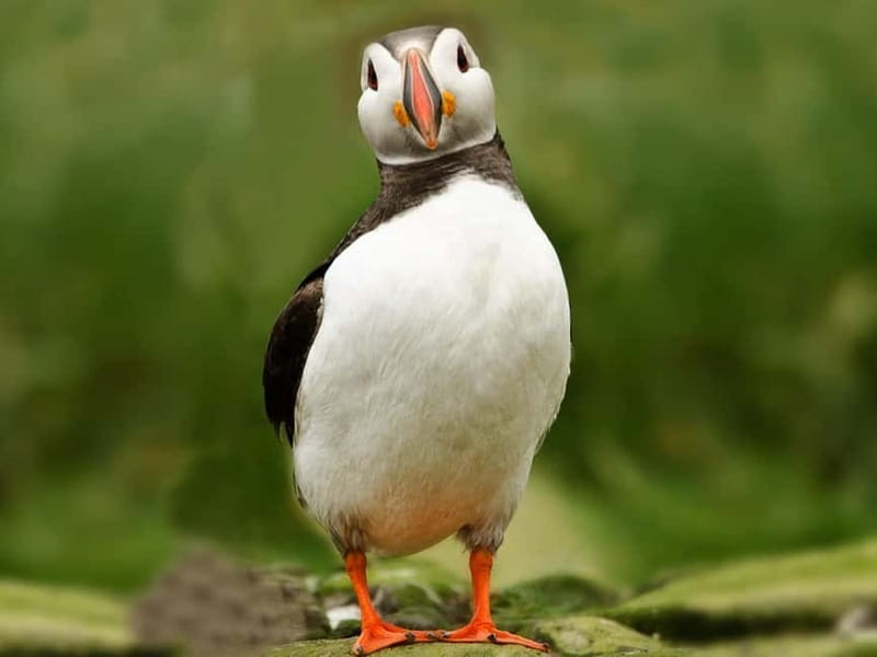 Puffin Watching Yacht Cruise from Downtown Reykjavík - Puffin watching requires the right expectations