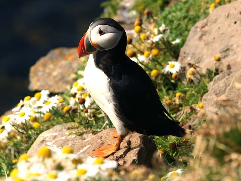 Puffin Watching Yacht Cruise from Downtown Reykjavík - The guide and the small-boat atmosphere