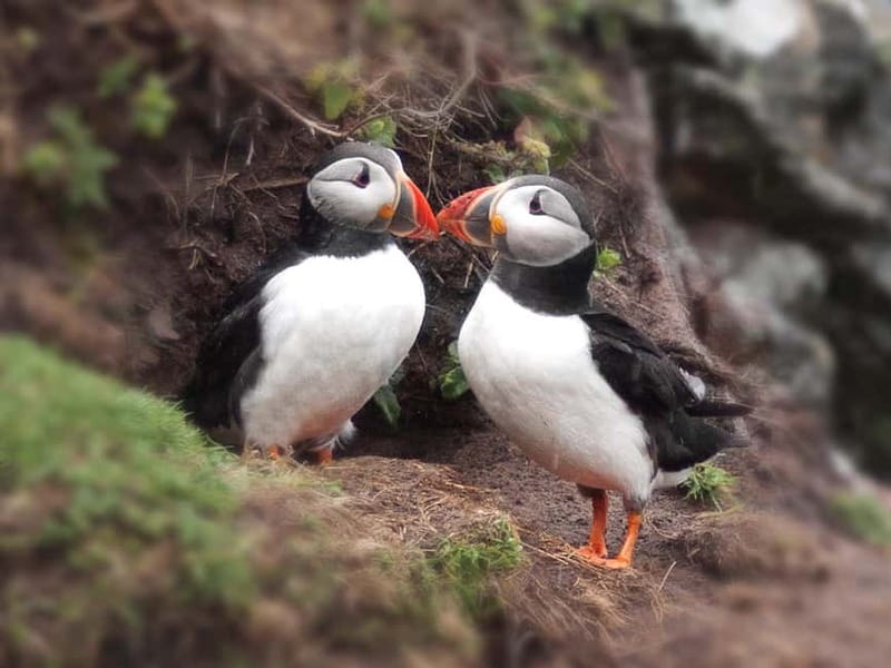Puffin Watching Yacht Cruise from Downtown Reykjavík - Is $75 good value for one hour?