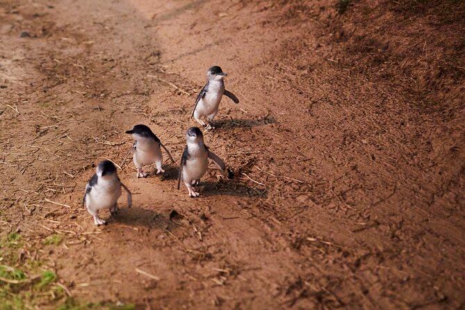 Puffing Billy and Penguin Parade Day Tour From Melbourne - Is $162 good value for this day?
