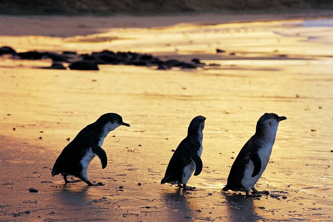 Puffing Billy and Penguin Parade Day Tour From Melbourne - Practical details that can make the day easier