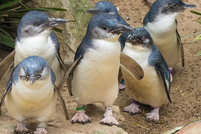 Puffing Billy And Phillip Island Penguin Parade Bus Tour - The Nobbies boardwalk and coastal wildlife