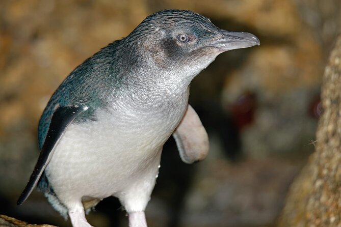 Puffing Billy And Phillip Island Penguin Parade Bus Tour - The guides can make or break the day