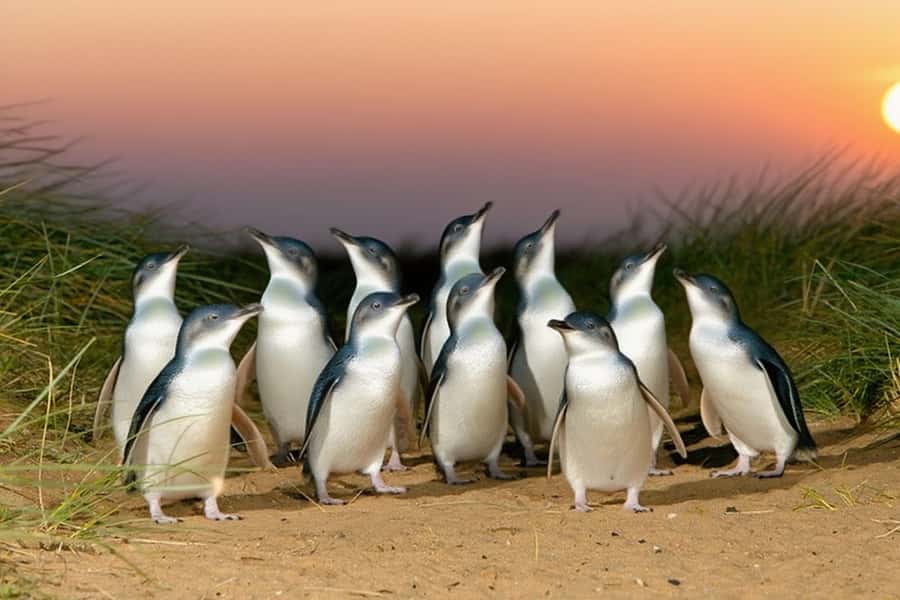Puffing Billy Penguin Parade Winery Chocolaterie All-in-One - What to bring and who will enjoy this tour