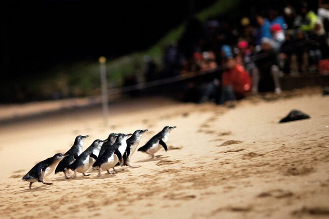 Puffing Billy Steam Train and Penguins Wildlife Tour - Who should choose this experience