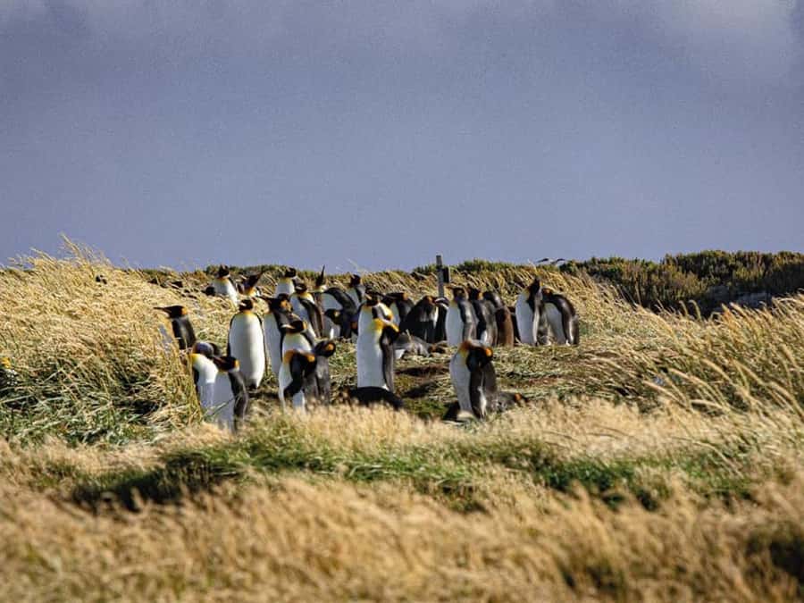 Punta Arenas: Full Day Tierra del Fuego & King Penguins - Porvenir, a small city with a frontier past