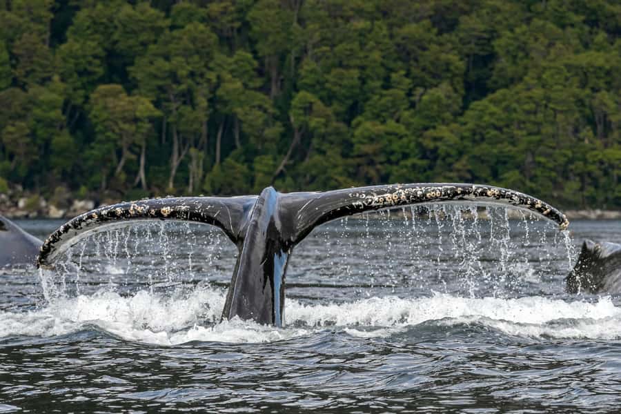 Punta Arenas: Full-Day Whales, Penguins, and Glaciers Tour - Why this trip is unusual in southern Chile