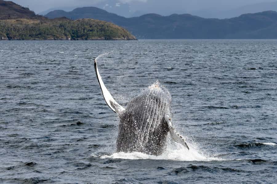 Punta Arenas: Full-Day Whales, Penguins, and Glaciers Tour - Sailing the Strait of Magellan toward Cape Froward