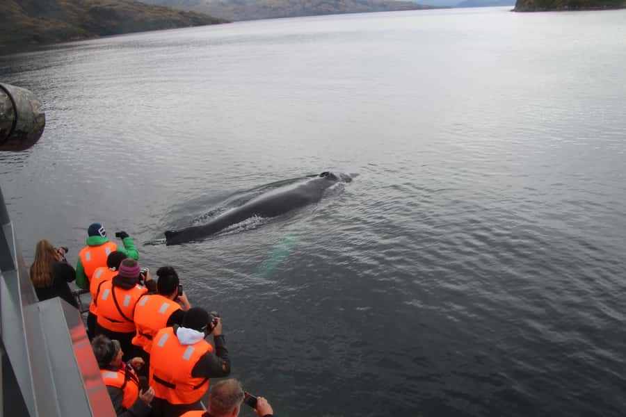 Punta Arenas: Full-Day Whales, Penguins, and Glaciers Tour - Three hours among whales at Francisco Coloane Marine Park