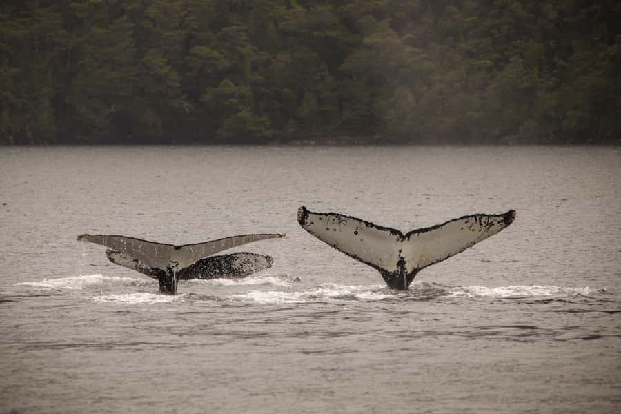 Punta Arenas: Full-Day Whales, Penguins, and Glaciers Tour - What the boat does well