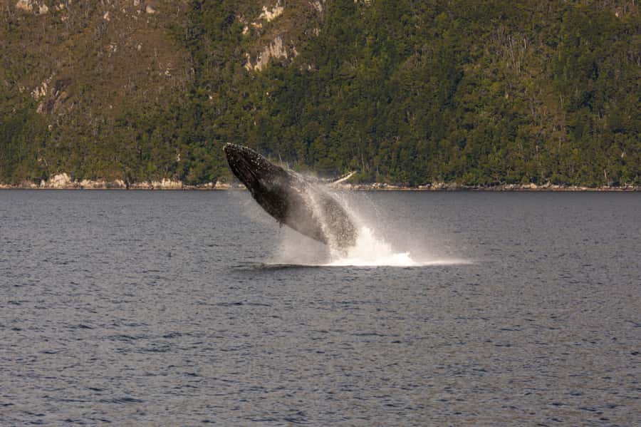 Punta Arenas: Full-Day Whales, Penguins, and Glaciers Tour - Food, snacks, and what to bring