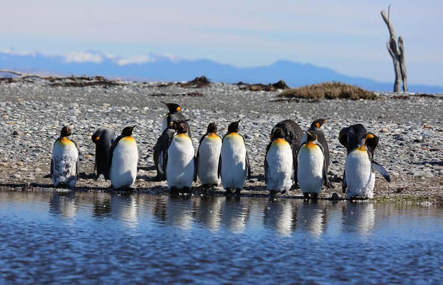 Punta Arenas: King Penguin Park and Tierra del Fuego Trip - Meeting the King Penguins at Bahía Inútil