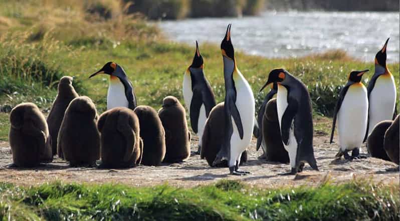 Punta Arenas: King Penguin Park and Tierra del Fuego Trip - San Gregorio Estancia on the Mainland