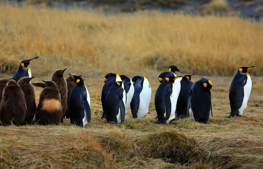 Punta Arenas: King Penguin Park and Tierra del Fuego Trip - Transport, Guides, and Group Size