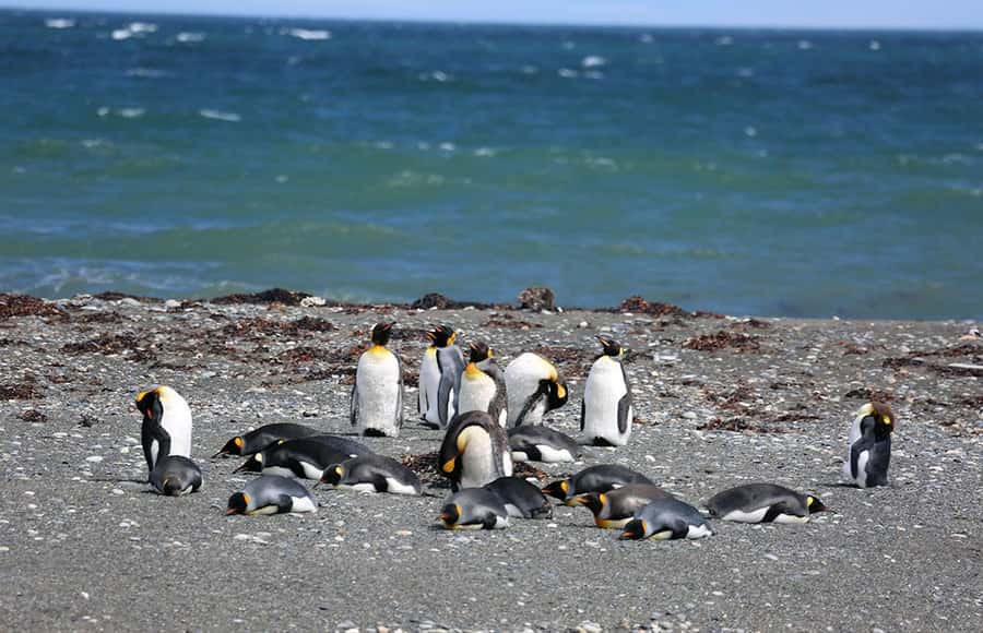 Punta Arenas: King Penguin Park and Tierra del Fuego Trip - Is the $180 Price Fair?