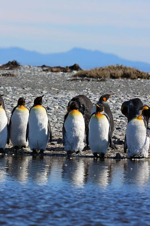Punta Arenas: King Penguin Park and Tierra del Fuego Trip - Weather, Timing, and What to Pack