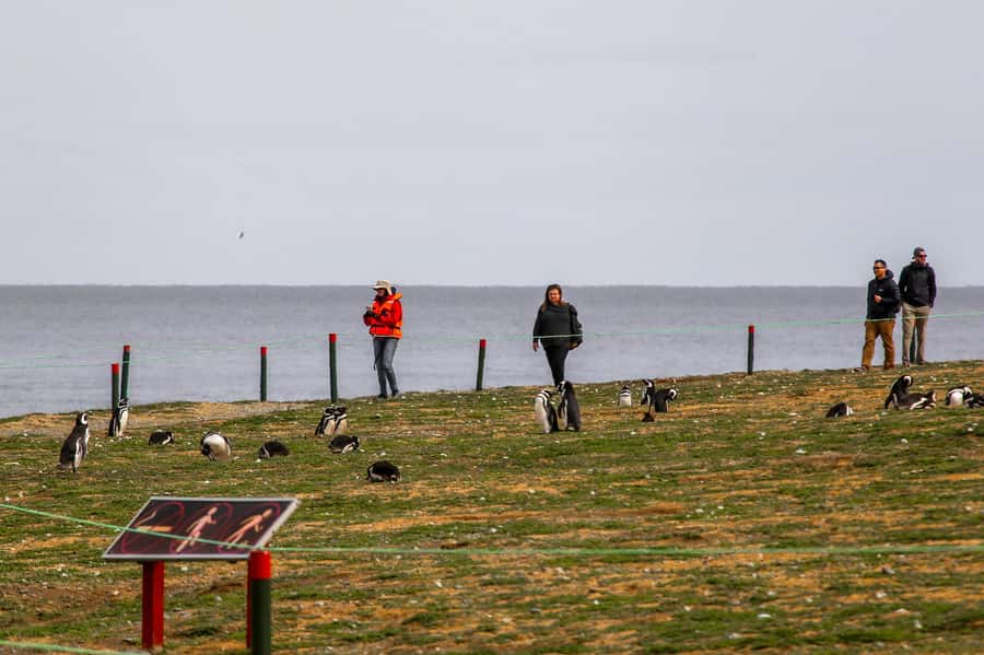 Punta Arenas: Magdalena Island Navigation & Penguin Walk - Key points to know before booking