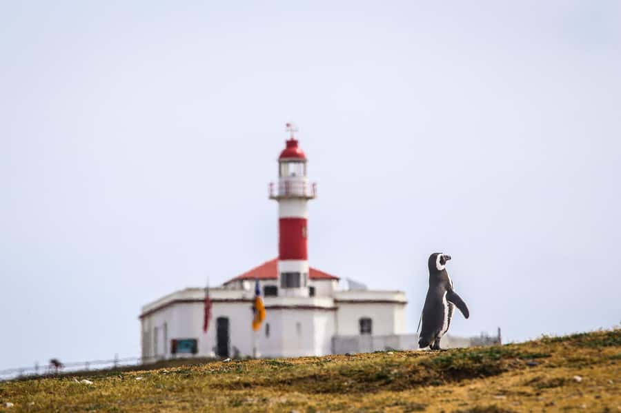 Punta Arenas: Magdalena Island Navigation & Penguin Walk - Why Magdalena Island is worth the boat ride