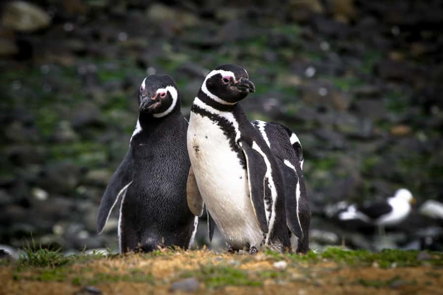 Punta Arenas: Magdalena Island Navigation & Penguin Walk - What the boat crossing adds to the experience