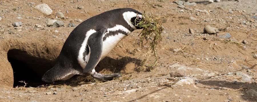 Punta Arenas: Magdalena Island Navigation & Penguin Walk - Landing on Magdalena Island