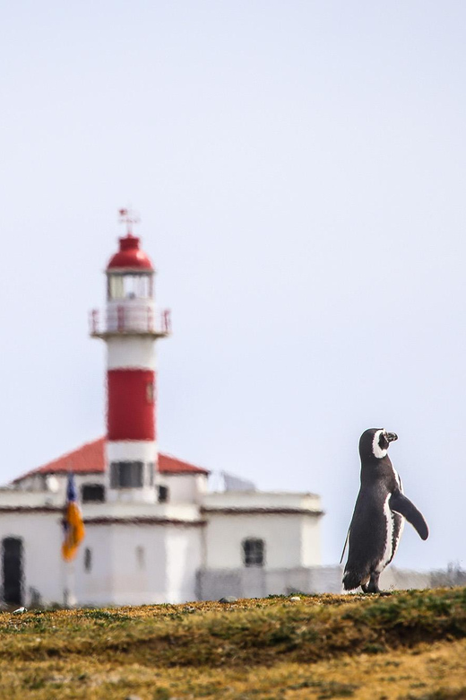 Punta Arenas: Magdalena Island Navigation & Penguin Walk - Who will enjoy this most?
